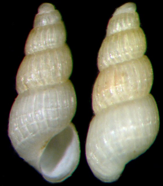 Parthenina clathrata?